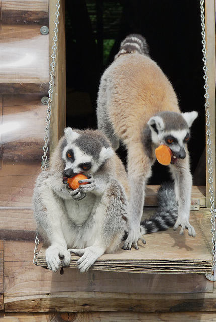 Two Ring-tailed Lemurs with Carrots