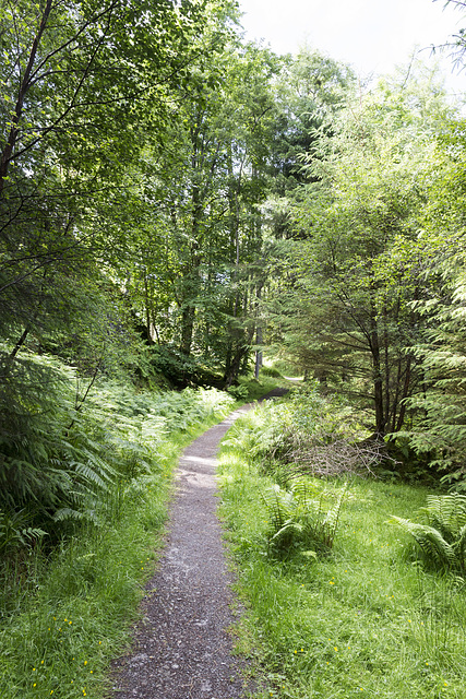 Culag woods path