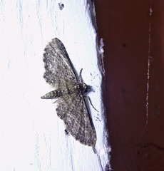 Moth IMG_6340