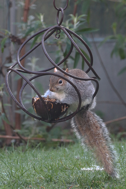 EOS 6D Peter Harriman 11 20 15 10777 Squirrel dpp