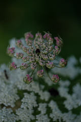 DSCF2308