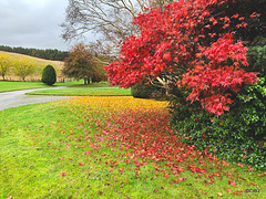 Autumn Colours