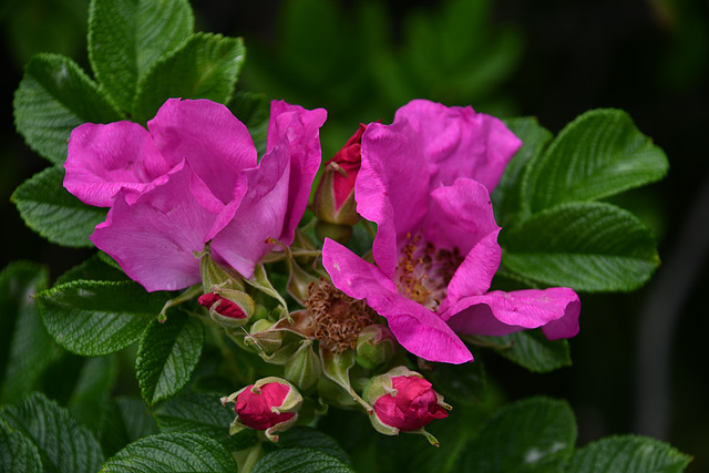 Églantine rouge de Kamouraska