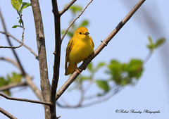 Paruline jaune (femelle)