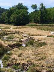 Les vaches charolaises et la cigogne (note) Les vaches charolaises et la cigogne (note)