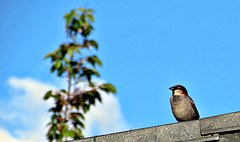 Sparrow On Our Roof.