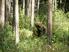 Jasper und Banff NP