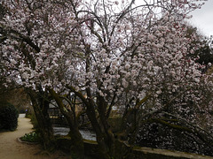 avant gout de printemps à PONT AVEN,