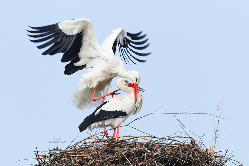 White Stork / Ooievaar (Ciconia ciconia)