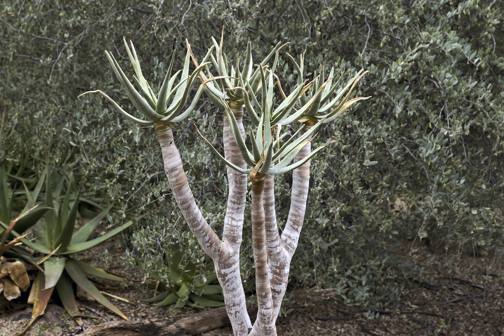 Quiver Tree, #2 – Desert Botanical Garden, Papago Park, Phoenix, Arizona