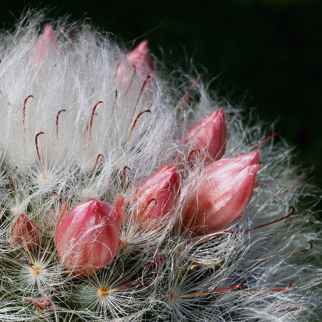 Mammillaria bocasana