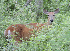 White-tailed Deer