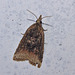 Moth IMG_6329