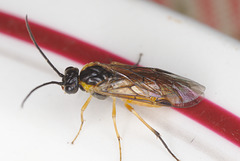 EF7A2844sawfly