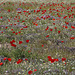 voisinage des coquelicots avec le thym