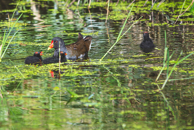 The Pond Moorhen and chicks