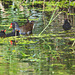 The Pond Moorhen and chicks