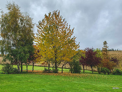 Autumn Colours