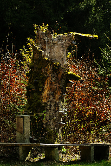 Happy Beech Bench Monday ;-)