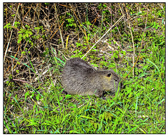 Nutria