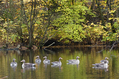 Gänsefamilie im Eichtalpark (PiP)