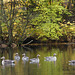 Gänsefamilie im Eichtalpark (PiP)