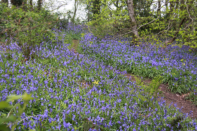 Blubell carpet