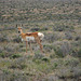 Pronghorn doe