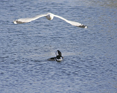 hooded merganser and gull / harle couronné et goéland