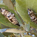 Belenois java teutonia (Caper White) pupae