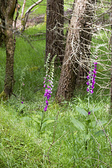 Foxgloves and grass in Culag woods