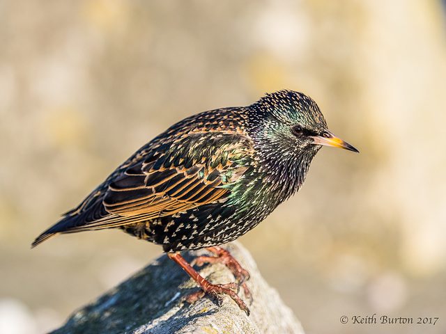 Starling