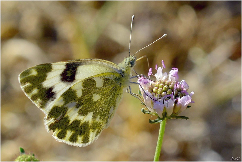 Le Marbré de Vert ( Pontia Daplidice )