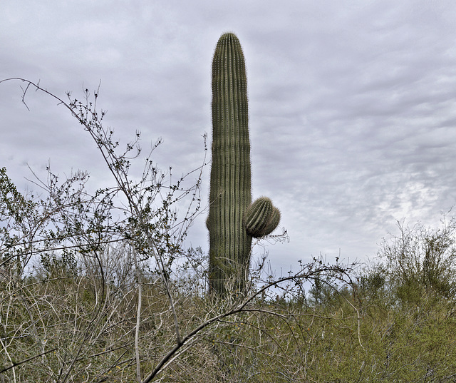 Standing Sentry, Take #2 – Desert Botanical Garden, Papago Park, Phoenix, Arizona