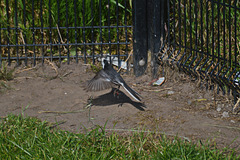 Pied Wagtail 6