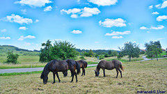 Horses