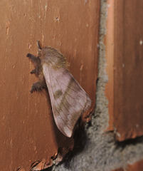 Moth IMG_6346