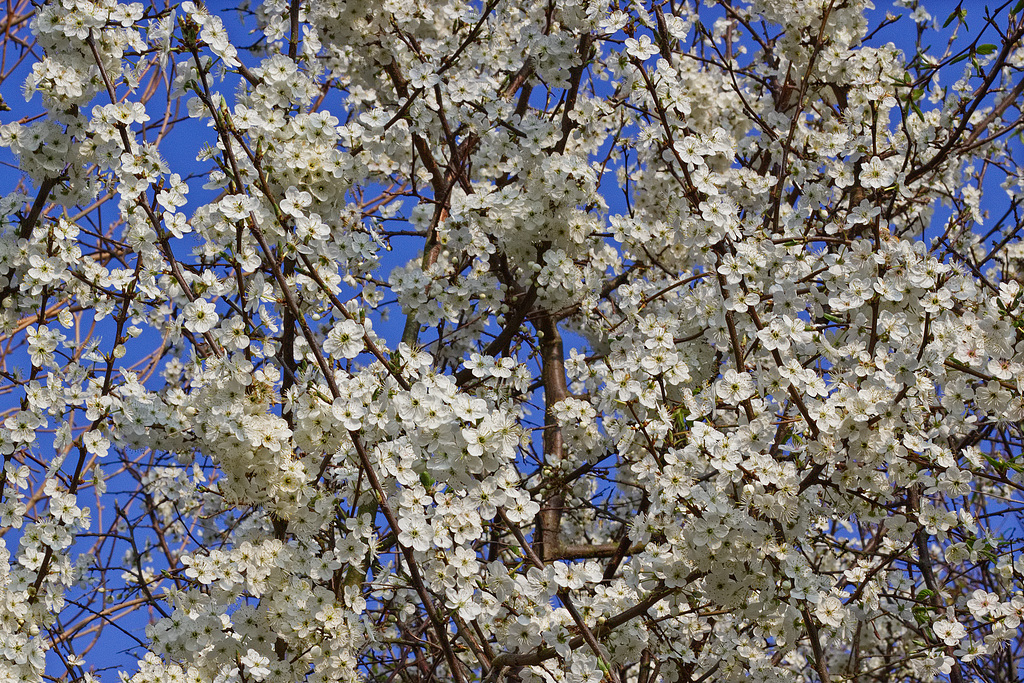 Nuage de fleurs.