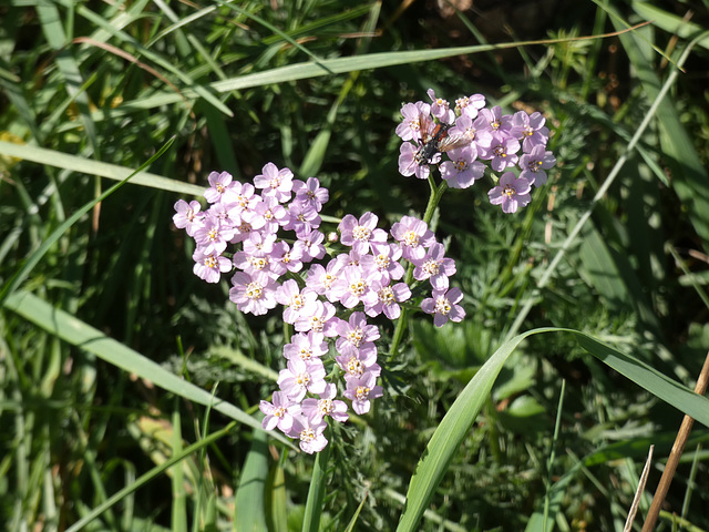 Wildblumen