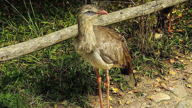 20190901 5647CPw [D~VR] Rotfußseriema (Cariama cristata), Vogelpark Marlow