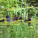 The Pond Moorhen and chicks