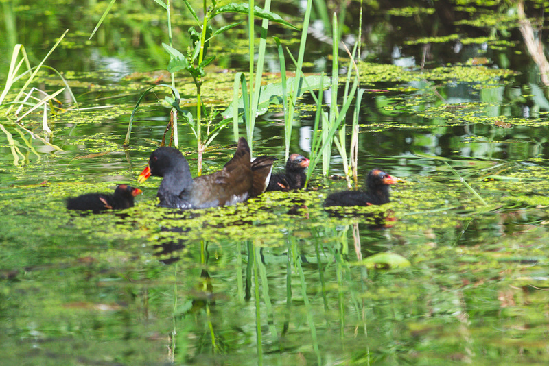 The Pond Moorhen and chicks