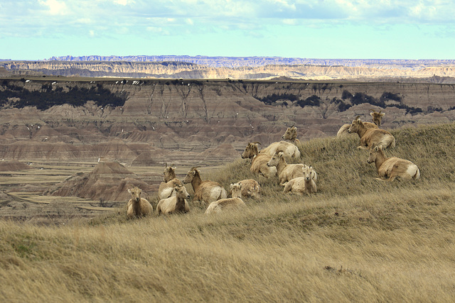 Bighorn Sheep