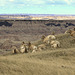 Bighorn Sheep