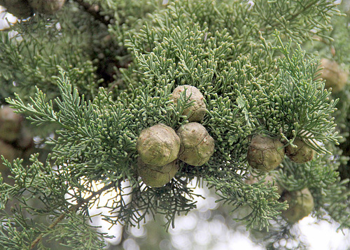Cueillette pour couronne de Noël 2022