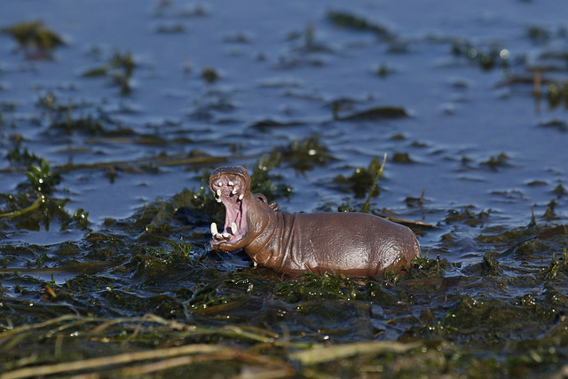 le cri de désespoir de la faune.