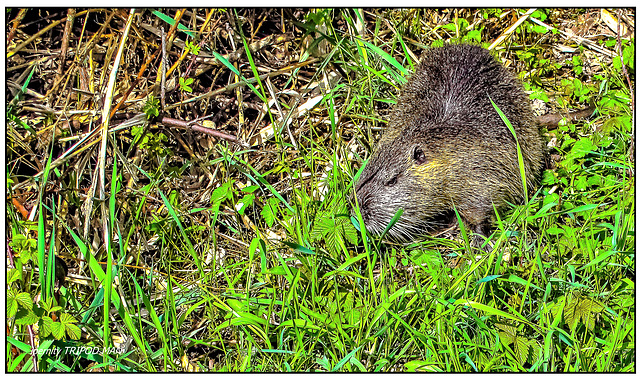 Nutria