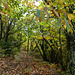 20241013 Rando Col de Bes (Cévennes) (16)