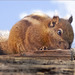 Streifenhörnchen