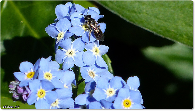 MON JARDIN